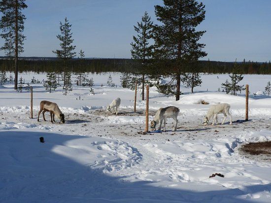 Orbas Reindeer Farm