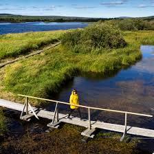 Koivusaari