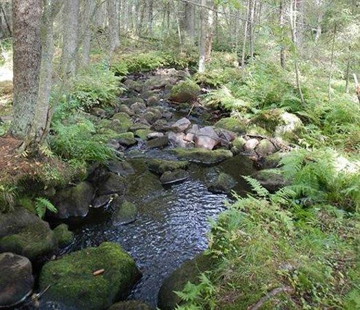 Aurinko Ilves Trail