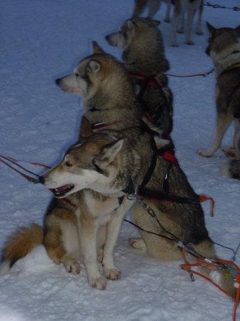 Rami's Huskies