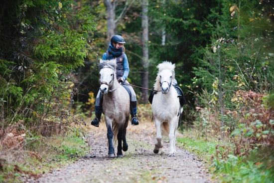 Jau Jau Icelandic Horses
