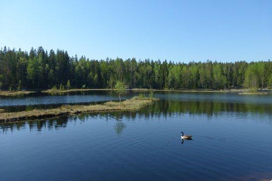 Celadon Pond