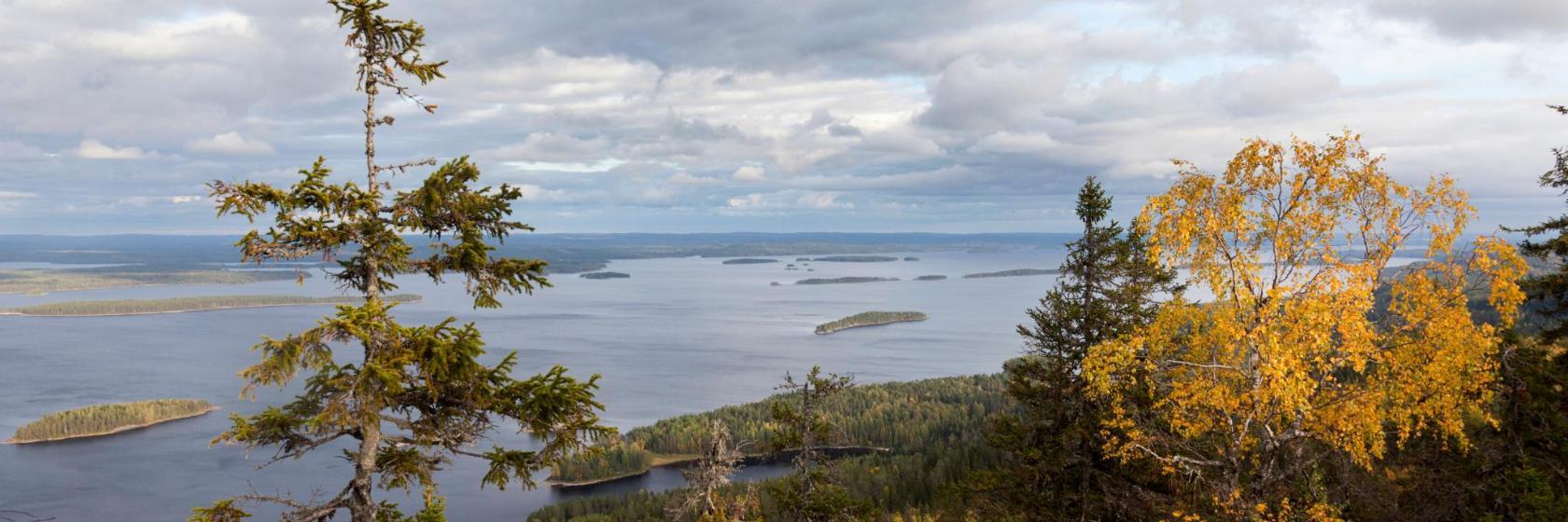 Kolin kansallispuisto