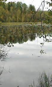 Likolammi