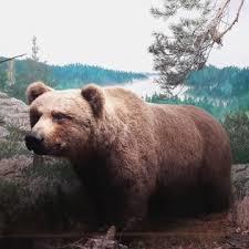 Turun biologinen museo